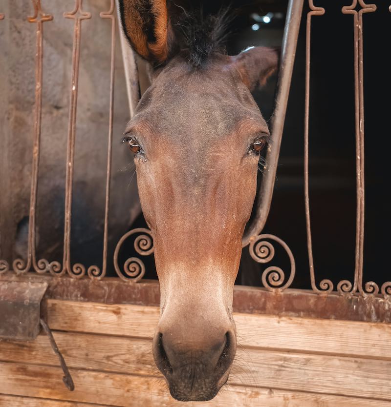 Konie arabskie - charakter, jakie rasy, ile kosztują?